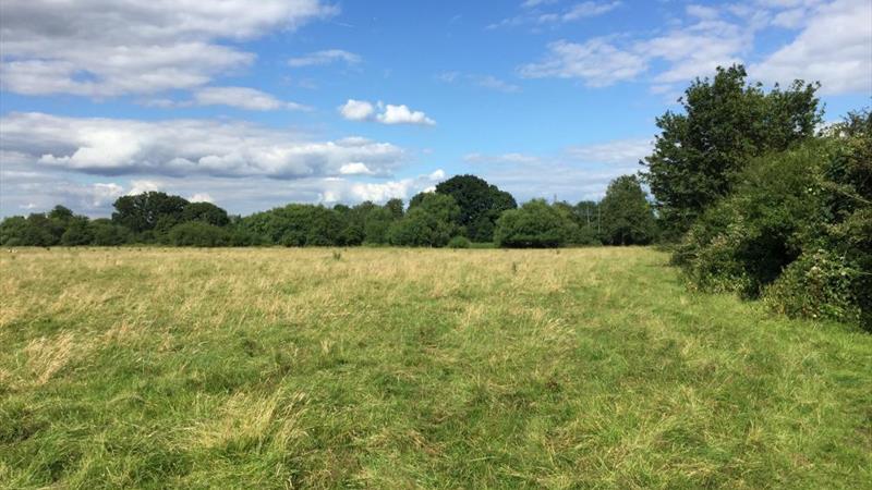 View from within the property looking south