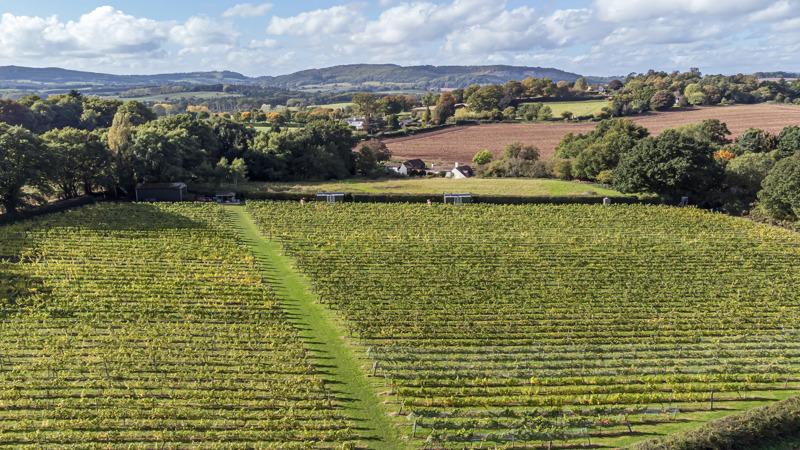 Astley Vineyard