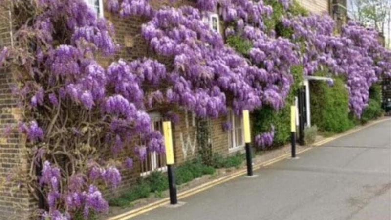 Ravensbury Terrace